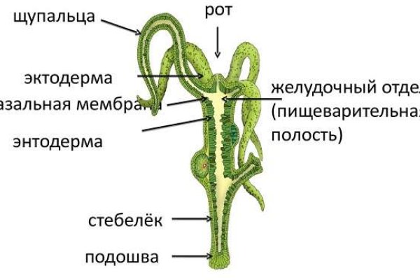 Кракен наркоторговец